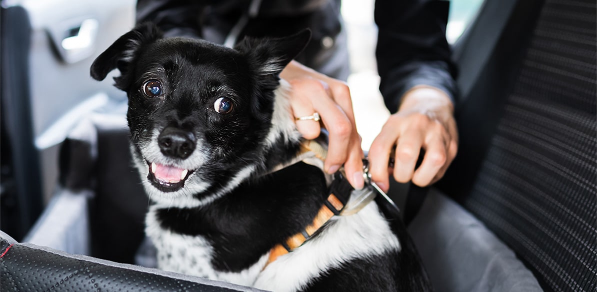 Bienestar animal y seguridad vial van de la mano, siempre con el objetivo de realizar un viaje seguro y disfrutar del trayecto.