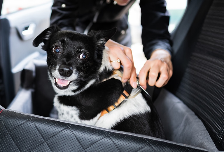 Sigue estos consejos para viajar con animales en el coche de forma segura